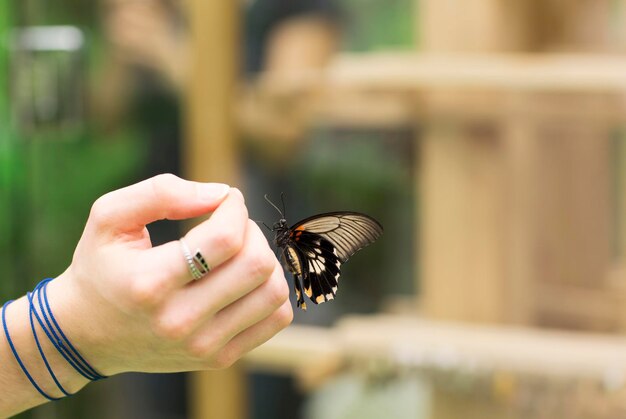 Photo close-up of butterfly on hand