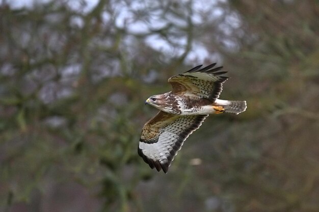 Foto close-up di una farfalla appesa a una mangiatoia per uccelli