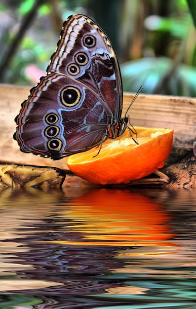 Foto prossimo piano di una farfalla sul lago