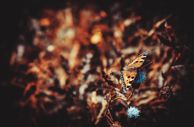 Foto prossimo piano di una farfalla a terra