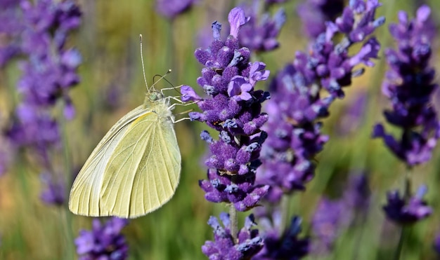 close up of a Butterfly on Lavender in sunshine