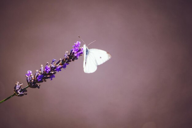 Photo close-up of butterfly on lavender