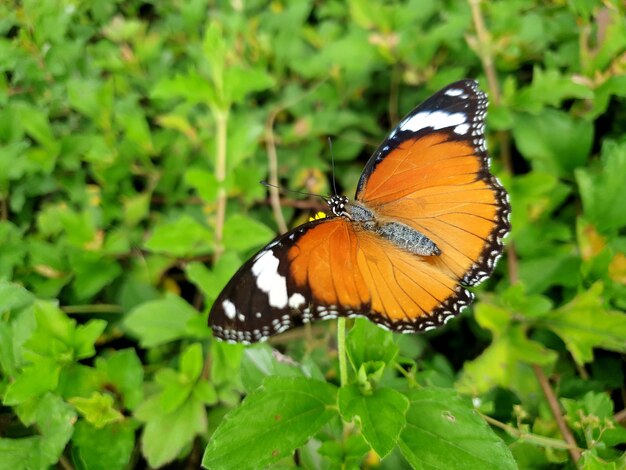 Primo piano di farfalla sullo sfondo foglia bellissimo concetto di natura tropicale foglia