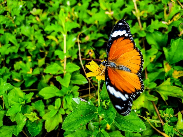 Крупный план бабочки на фоне листа красивая концепция природы тропический лист