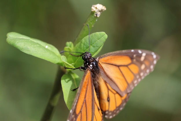 Photo close-up of butterfly on leaf