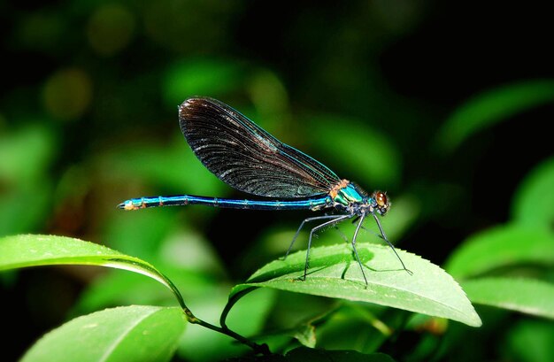 Close-up of butterfly on leaf