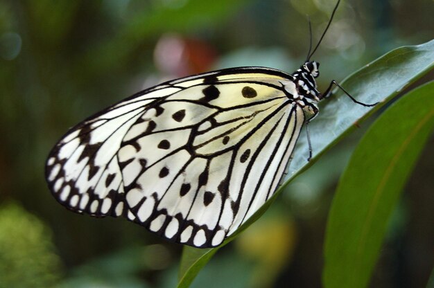 Close-up of butterfly on leaf