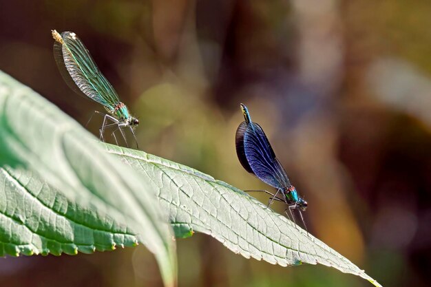 Photo close-up of butterfly on leaf