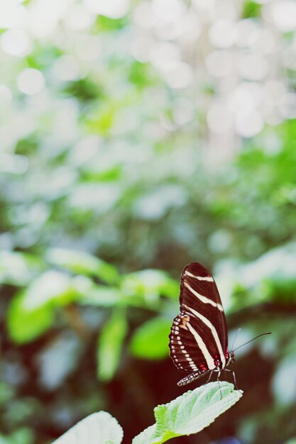 Foto prossimo piano di una farfalla su una foglia