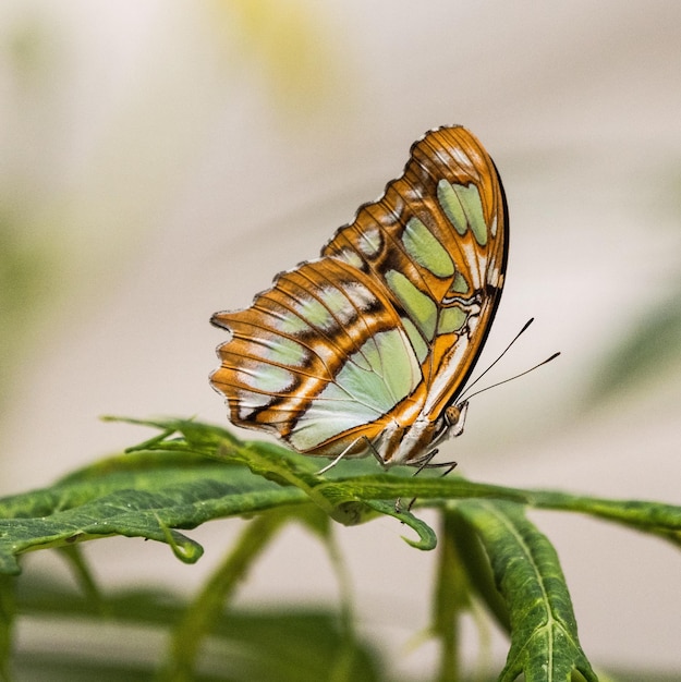 Prossimo piano di una farfalla sulla foglia