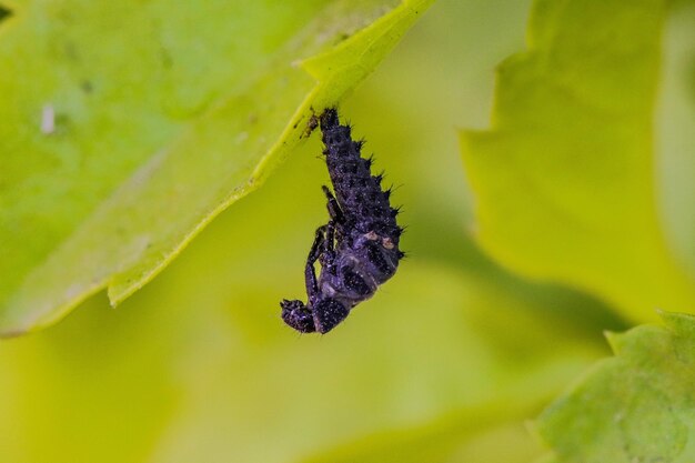 Close-up of butterfly on leaf