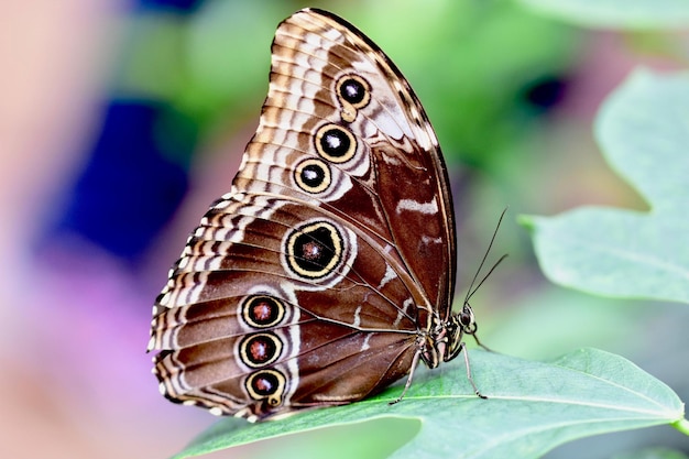 Foto prossimo piano di una farfalla sulla foglia