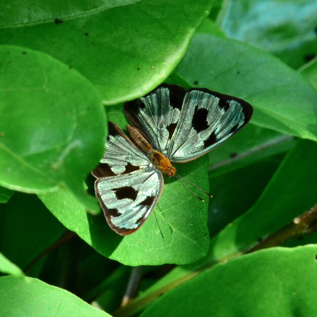 Близкий снимок бабочки на листе