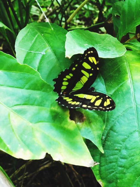 Close-up of butterfly on leaf