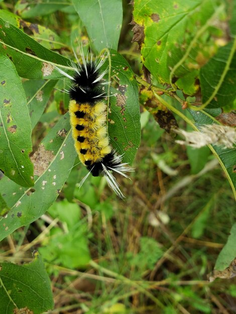 Close-up of butterfly on leaf