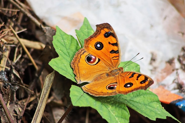 Close-up of butterfly on leaf