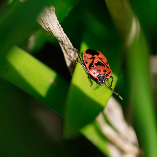 Photo close-up of butterfly on leaf