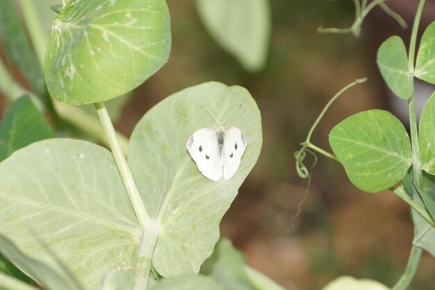 Close-up of butterfly on leaf