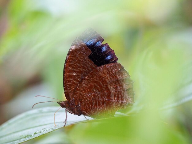 Close-up of butterfly on leaf