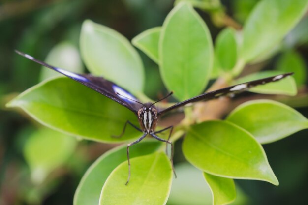 Photo close-up of butterfly on leaf