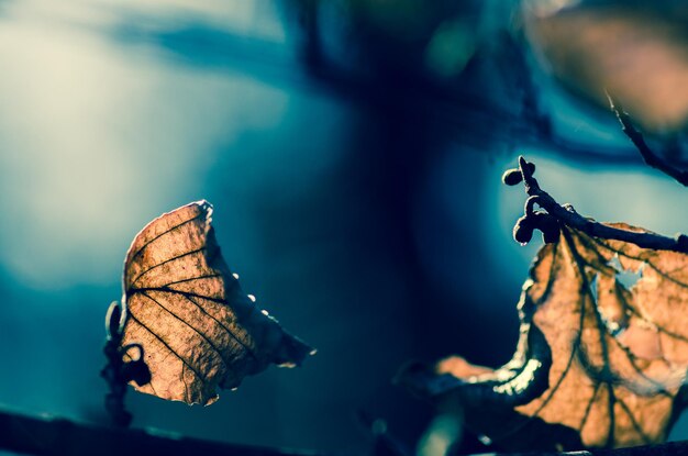 Close-up of butterfly on leaf