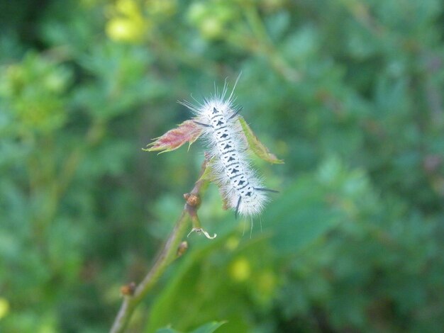 Close-up of butterfly on leaf