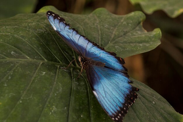 Foto prossimo piano di una farfalla sulla foglia