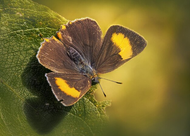 Close-up of butterfly on leaf