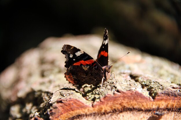 Photo close-up of butterfly on leaf