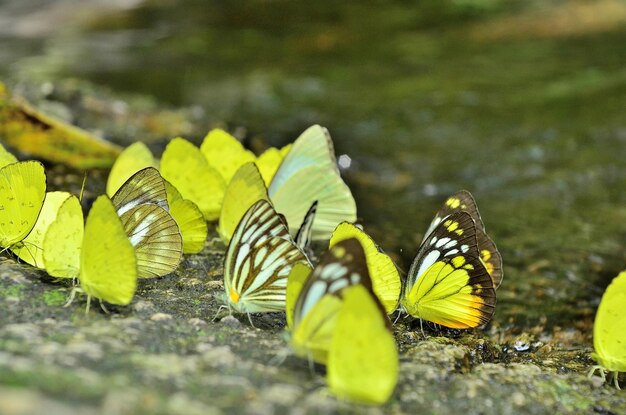 Photo close-up of butterfly on leaf