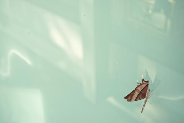 Photo close-up of butterfly on leaf