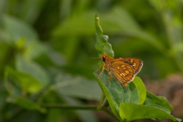 Close-up of butterfly on leaf