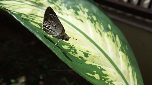 Close-up of butterfly on leaf