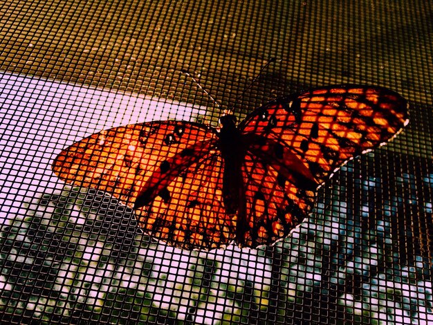 Close-up of butterfly on leaf