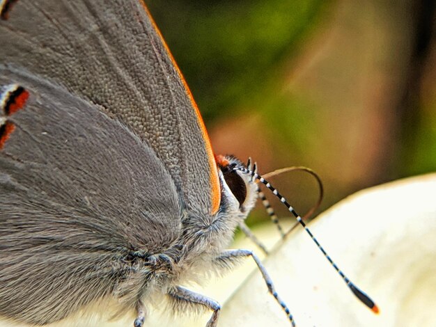 Close-up of butterfly on leaf