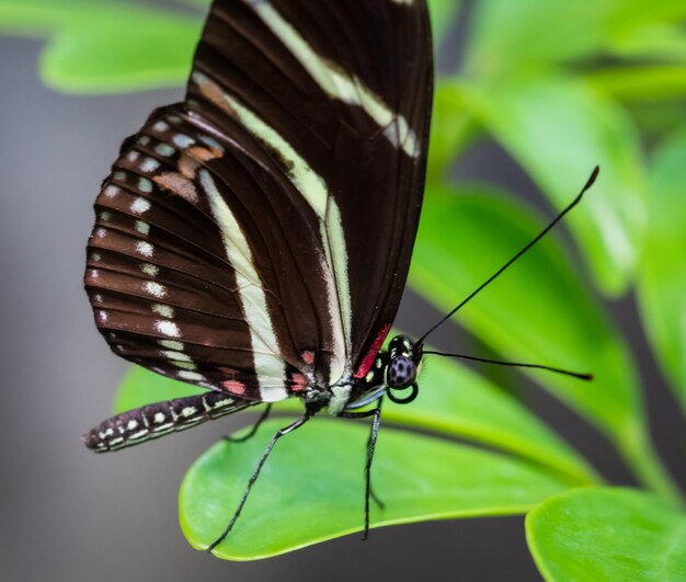 Close-up of butterfly on leaf