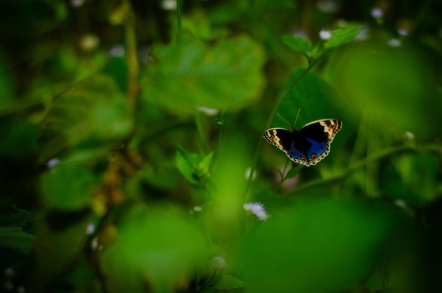 Photo close-up of butterfly on leaf