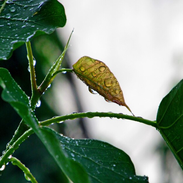 Photo close-up of butterfly on leaf