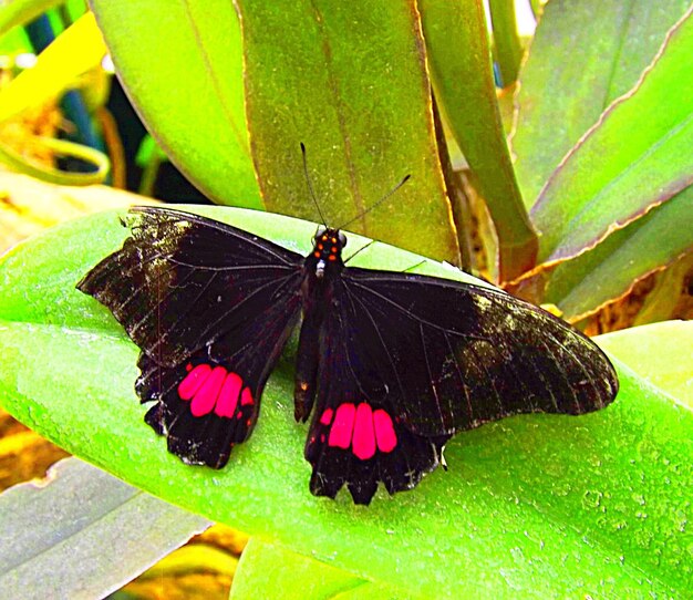 Close-up of butterfly on leaf