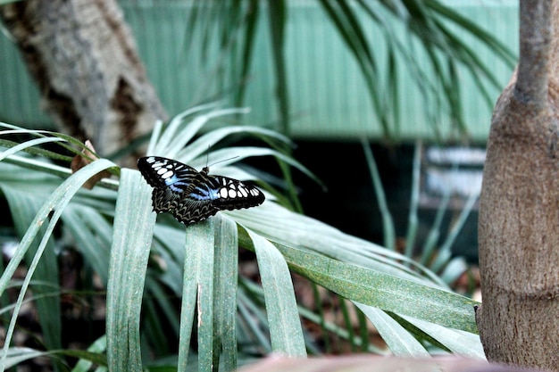 Photo close-up of butterfly on leaf