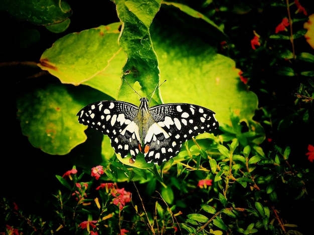 Foto prossimo piano di una farfalla sulla foglia