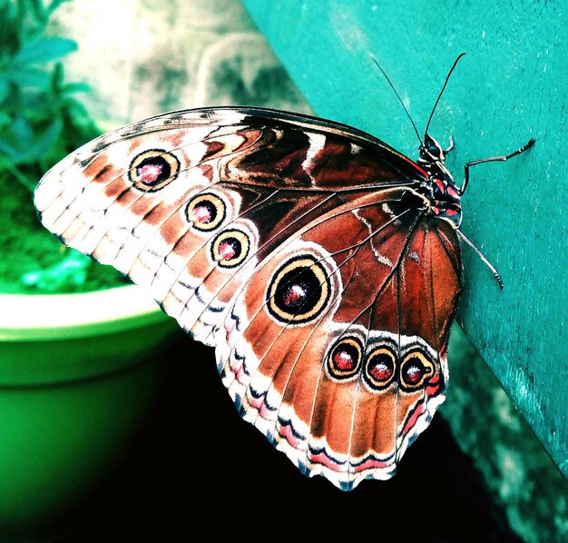 Photo close-up of butterfly on leaf