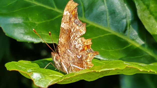 Close-up of butterfly on leaf