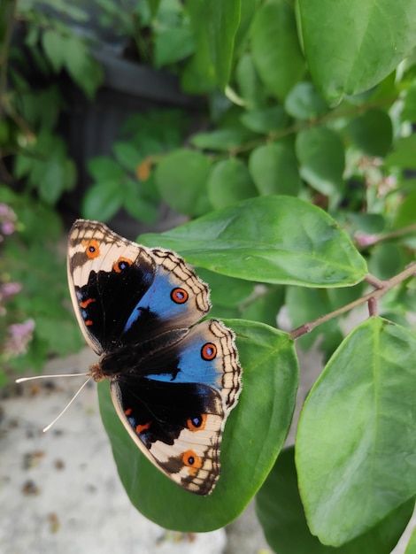 Foto prossimo piano di una farfalla su una foglia