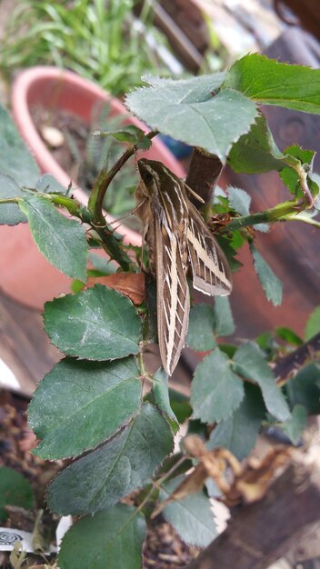 Close-up of butterfly on leaf