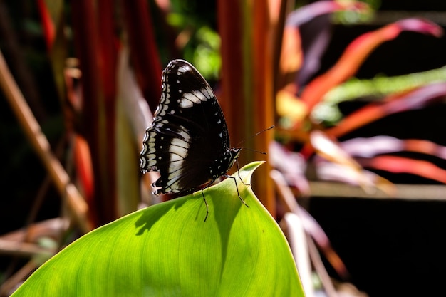 Photo close-up of butterfly on leaf