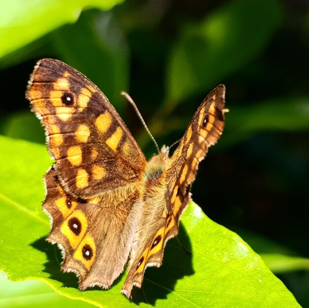 Close-up of butterfly on leaf