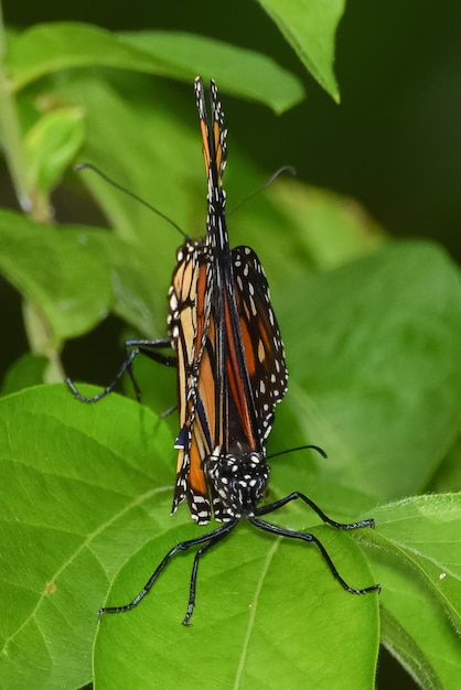 Photo close-up of butterfly on leaf