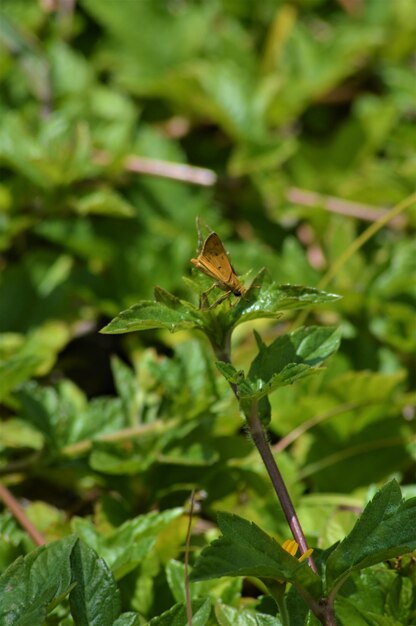 Close-up of butterfly on leaf