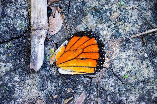 Photo close-up of butterfly on leaf